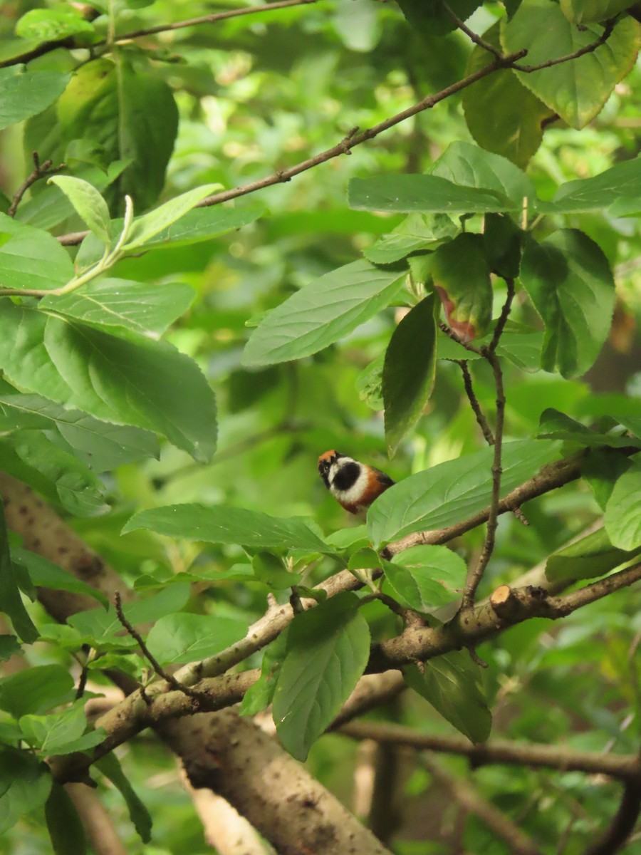 Black-throated Tit - ML659238333