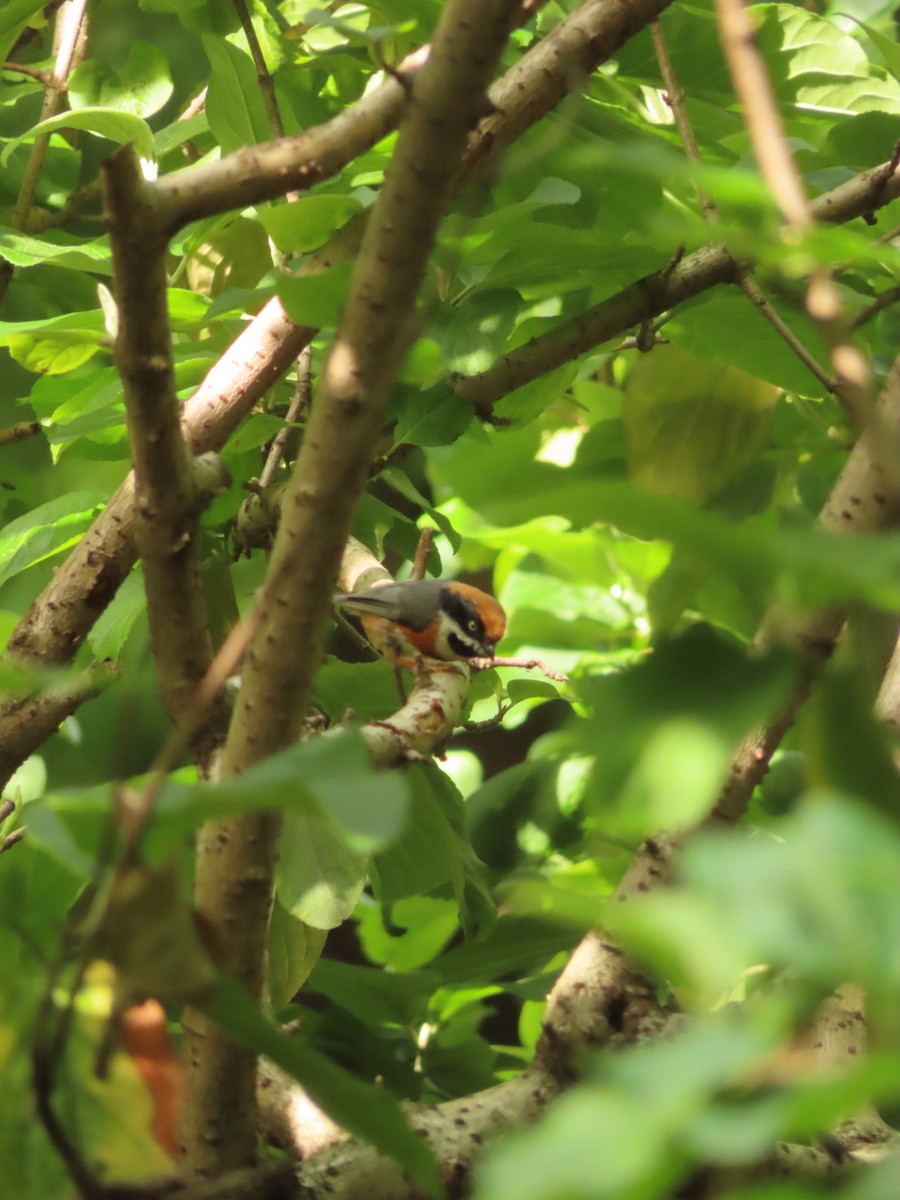 Black-throated Tit - ML659238334