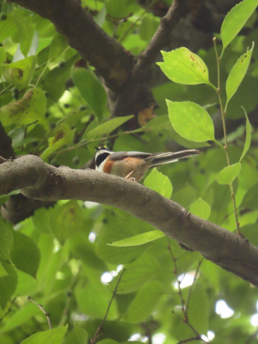 Black-throated Tit - ML659238335