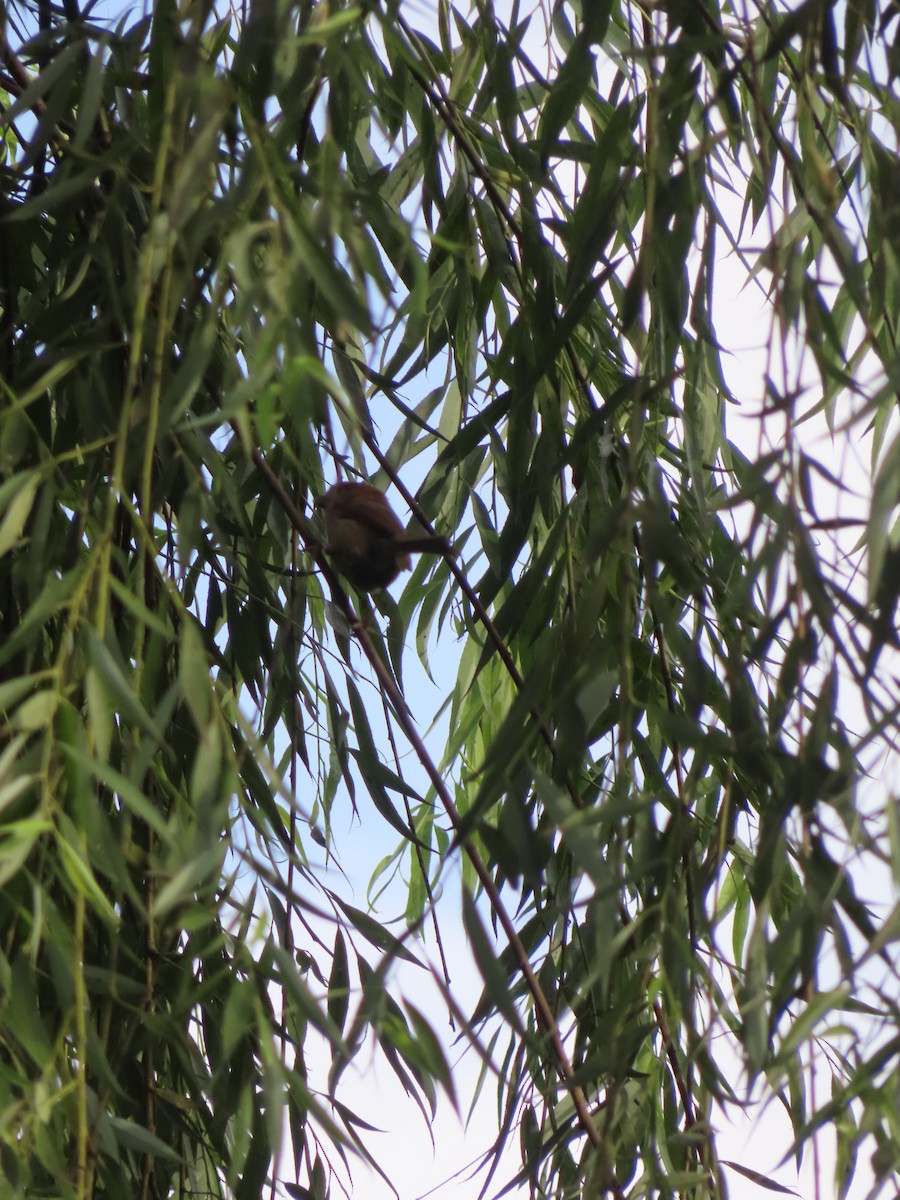 Vinous-throated Parrotbill - ML659238378