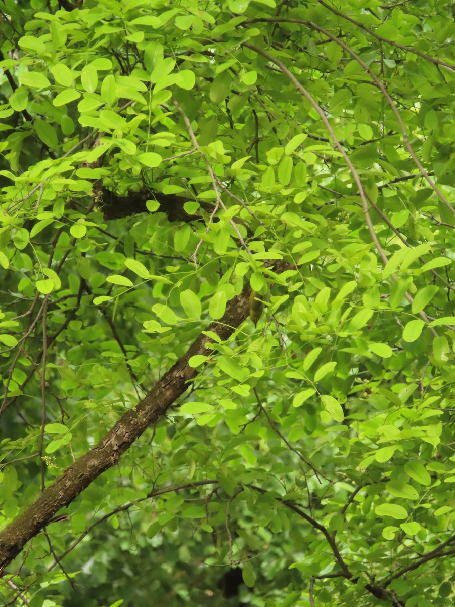 Swinhoe's White-eye - ML659238408