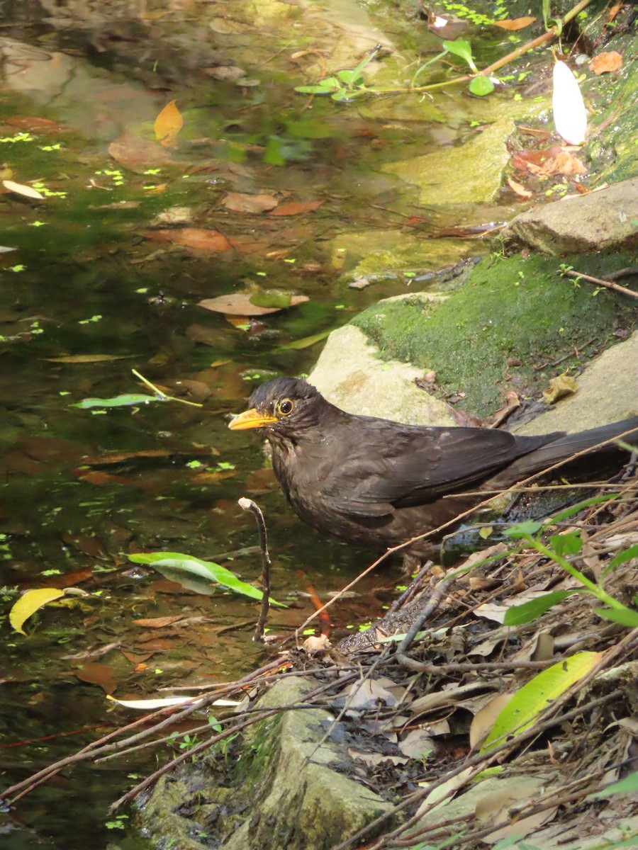 Chinese Blackbird - ML659238578