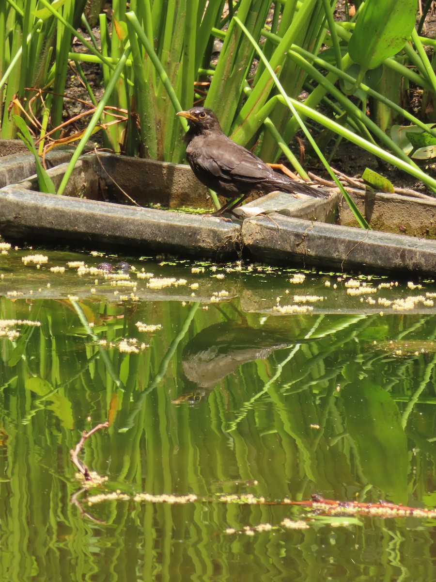 Chinese Blackbird - ML659238580