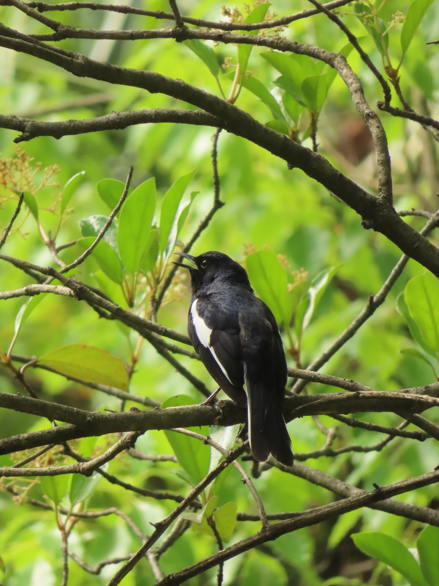 Oriental Magpie-Robin - ML659238654