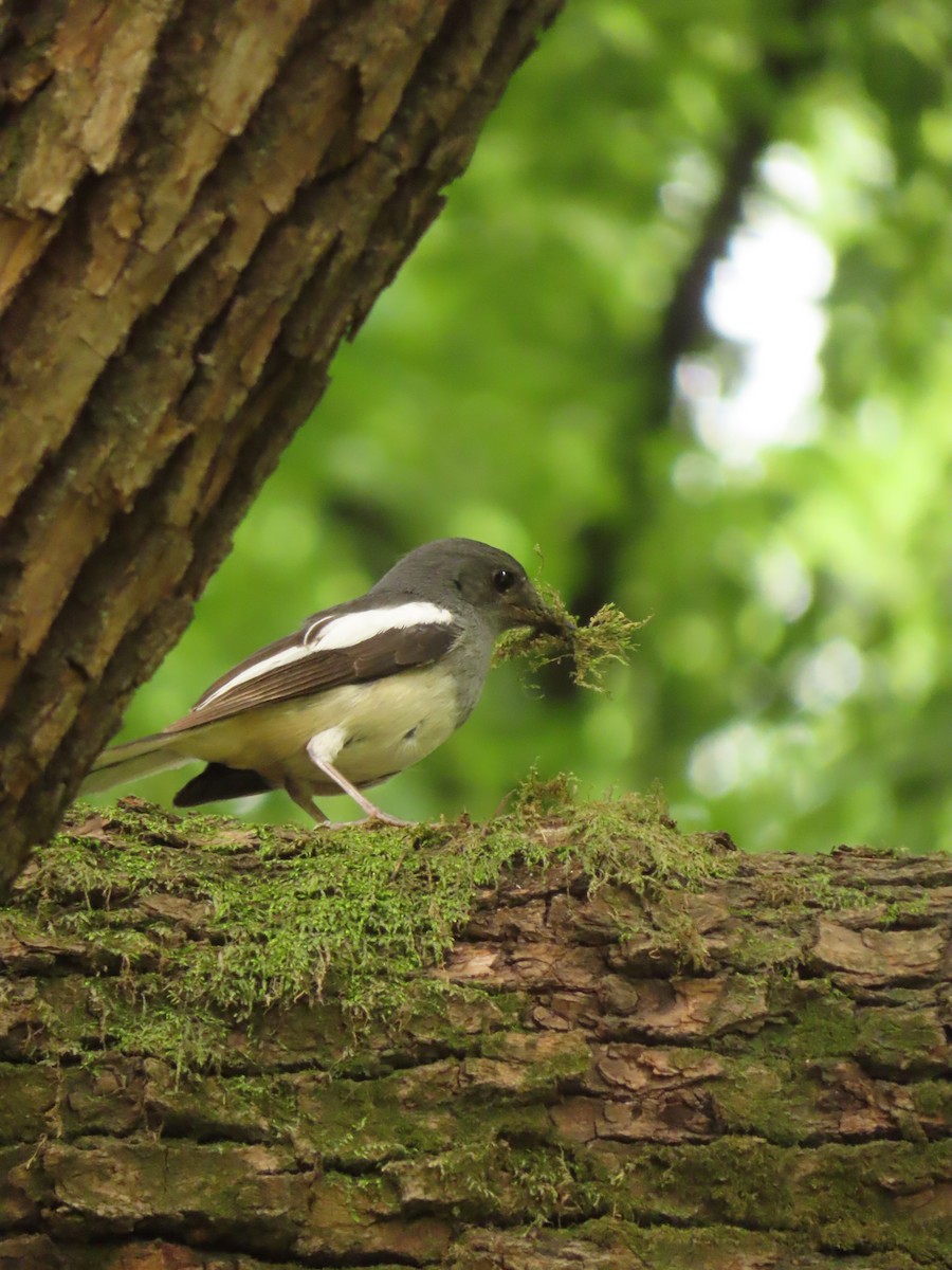 Oriental Magpie-Robin - ML659238655