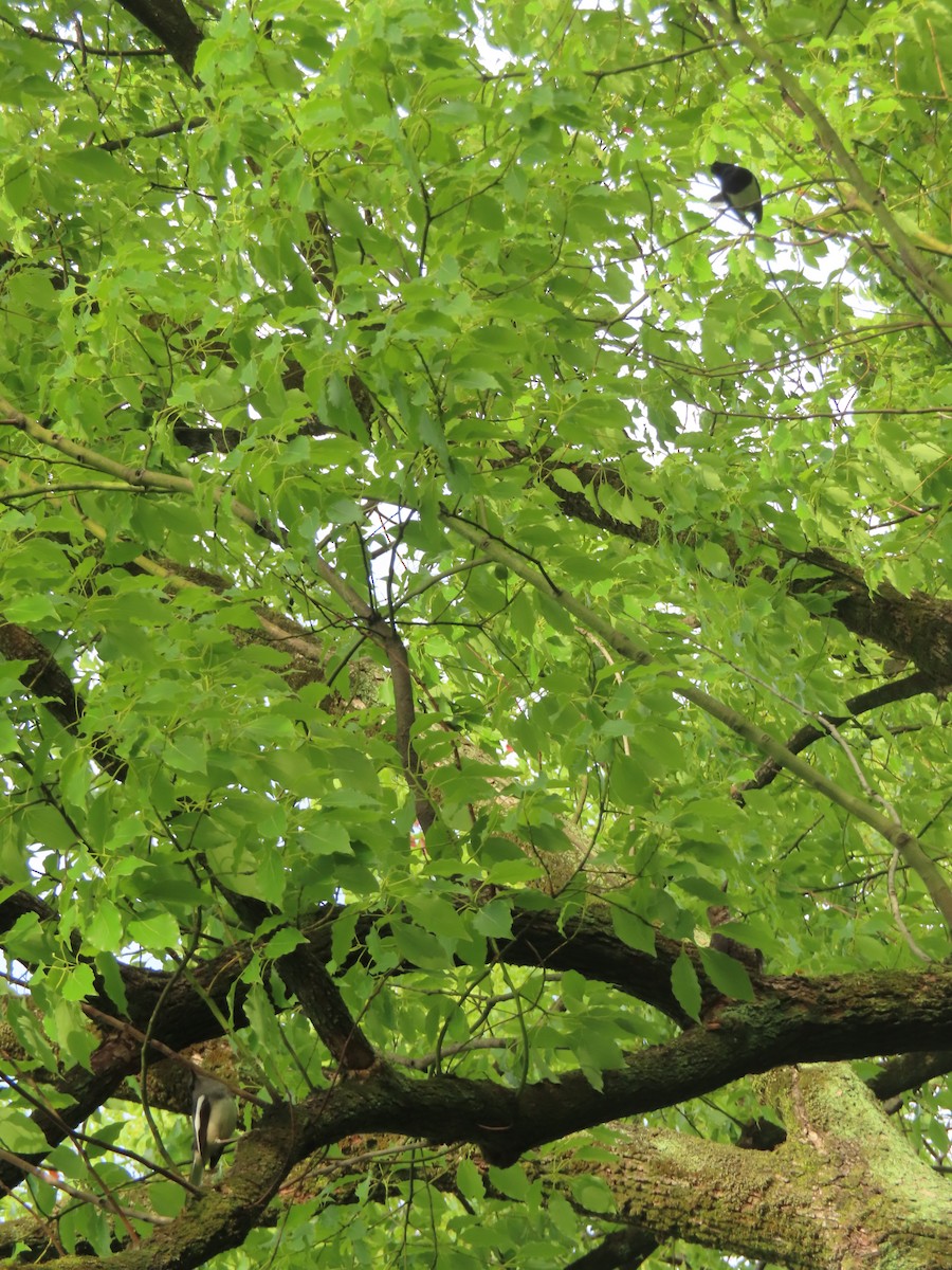 Oriental Magpie-Robin - ML659238656