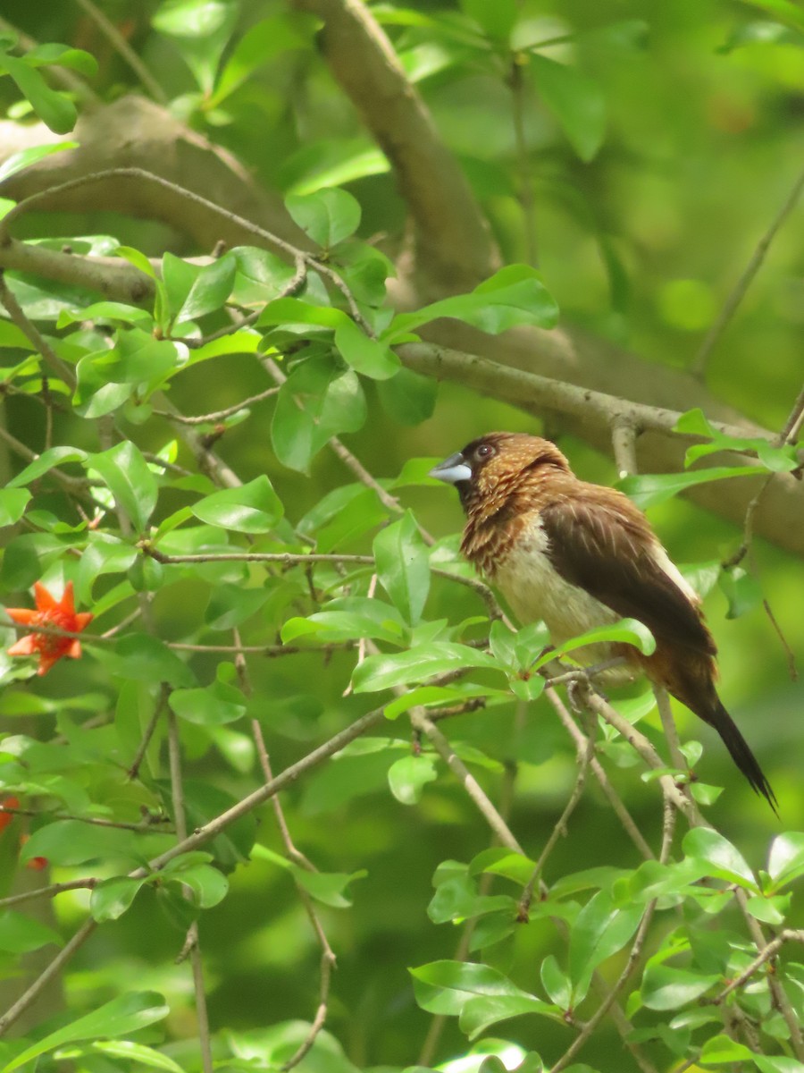 White-rumped Munia - ML659238707