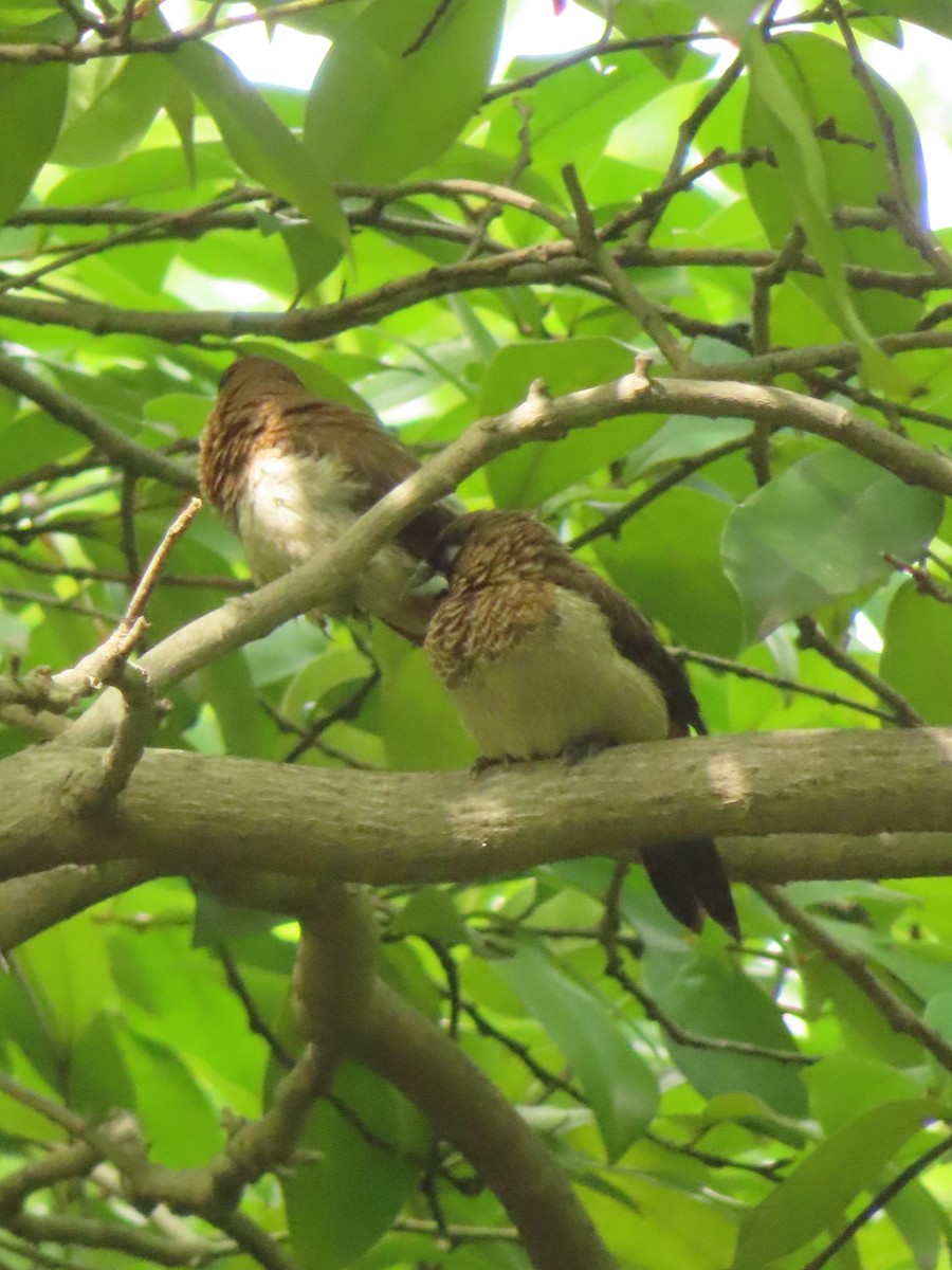 White-rumped Munia - ML659238708