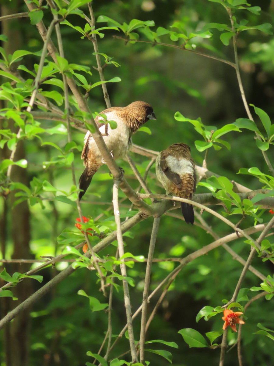 White-rumped Munia - ML659238709