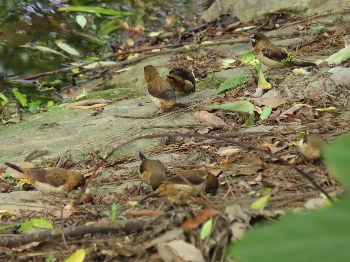White-rumped Munia - ML659238710