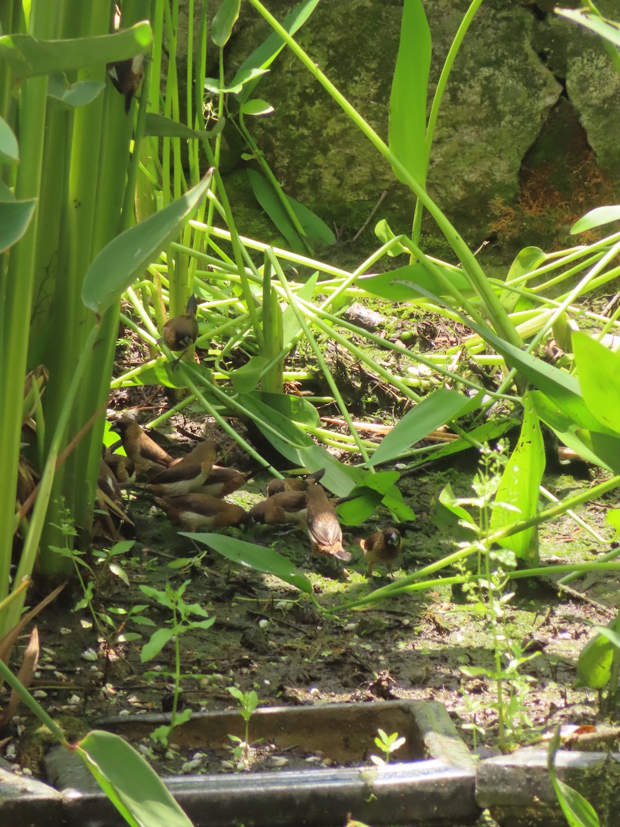 White-rumped Munia - ML659238711