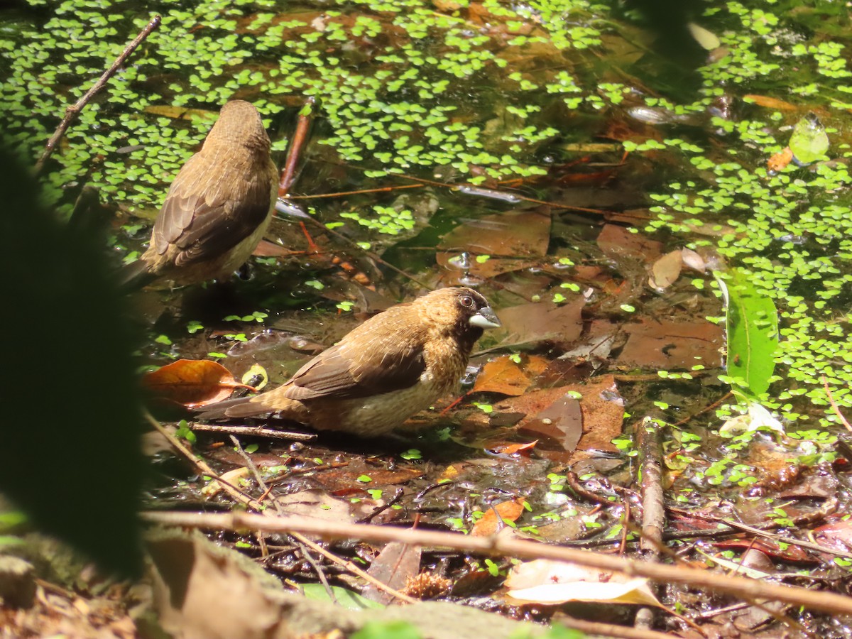 White-rumped Munia - ML659238712
