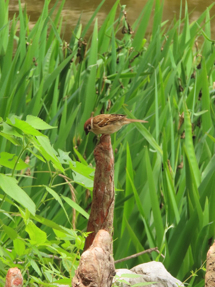 Eurasian Tree Sparrow - ML659238762
