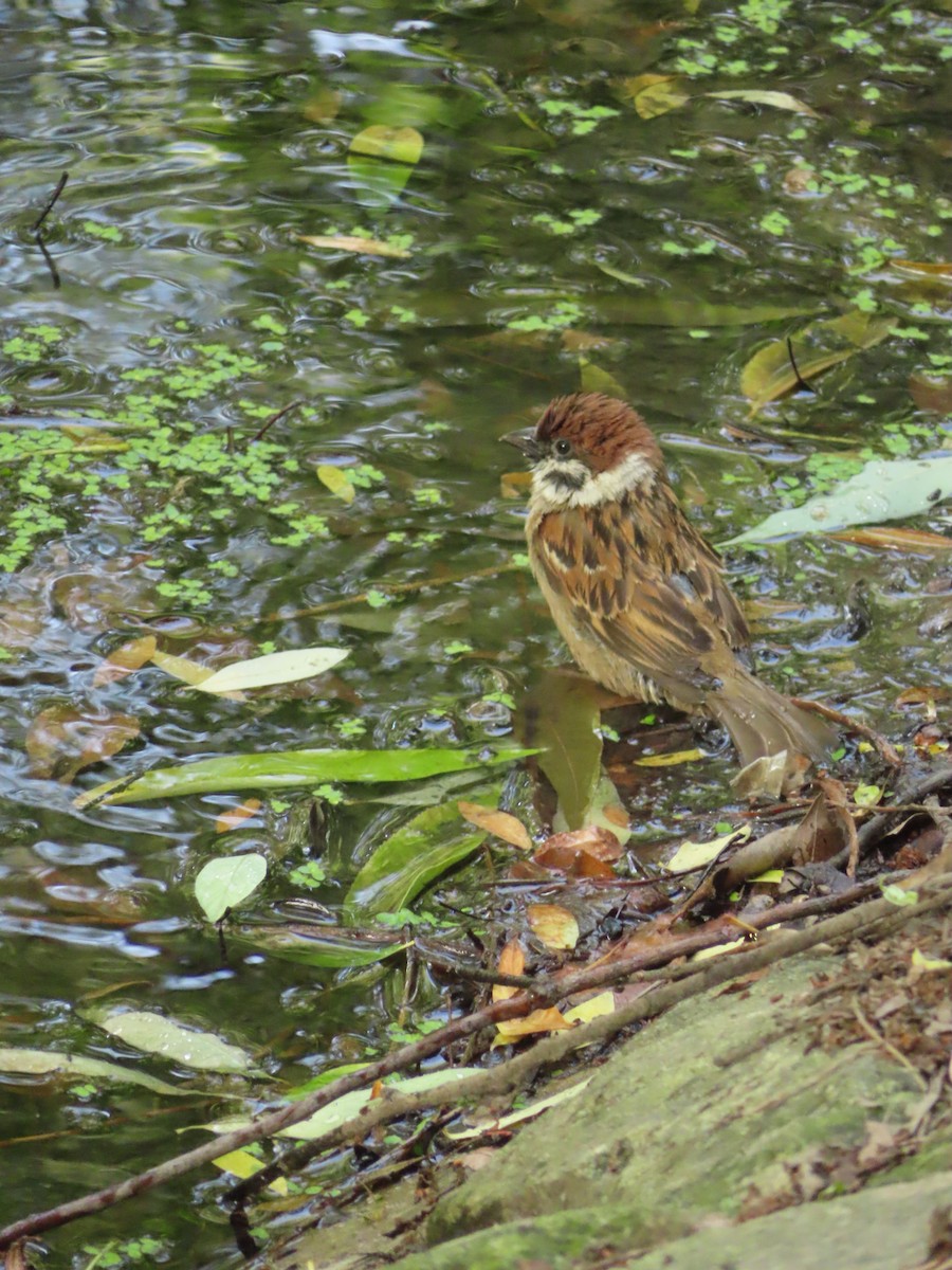 Eurasian Tree Sparrow - ML659238764