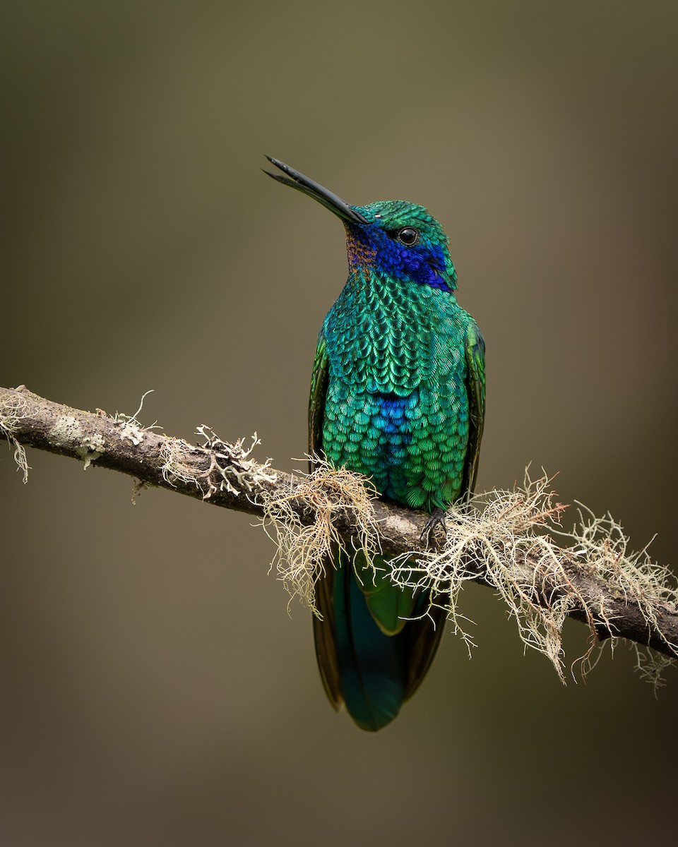 Colibrí Rutilante - ML659238856