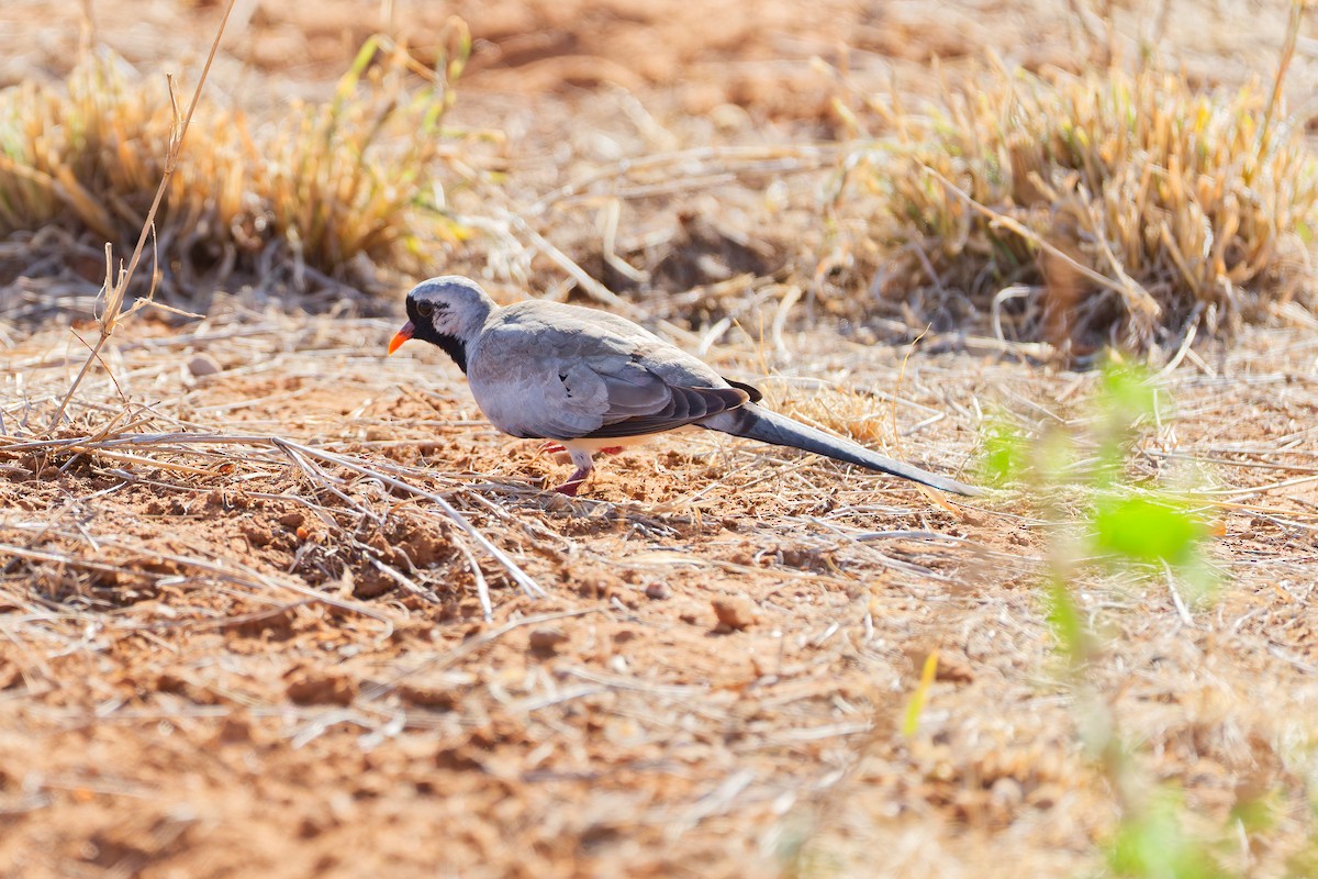 Namaqua Dove - ML659238900