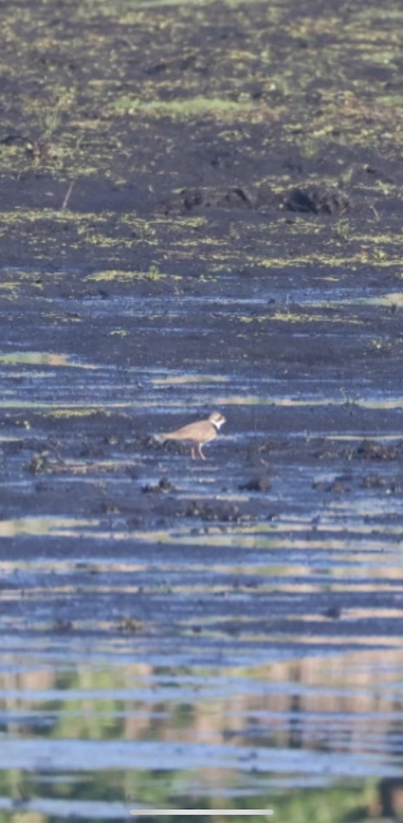 Semipalmated Plover - ML659238954