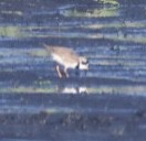 Semipalmated Plover - ML659238955