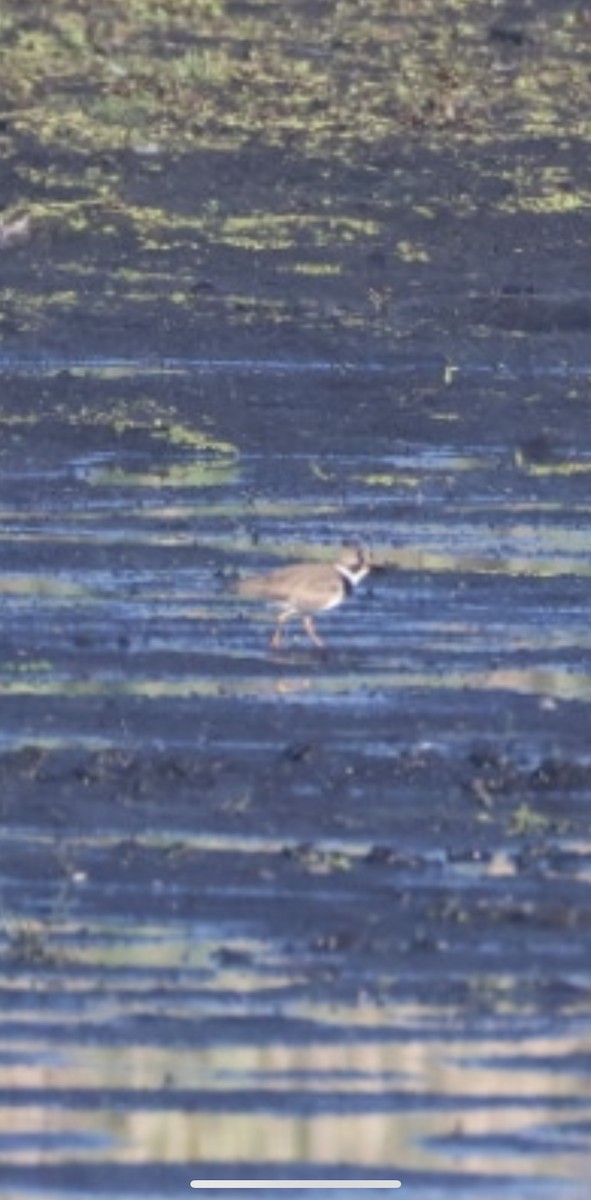 Semipalmated Plover - ML659238956