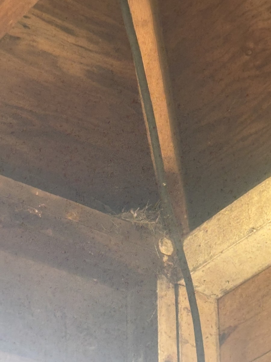 House Finch - ML659239000