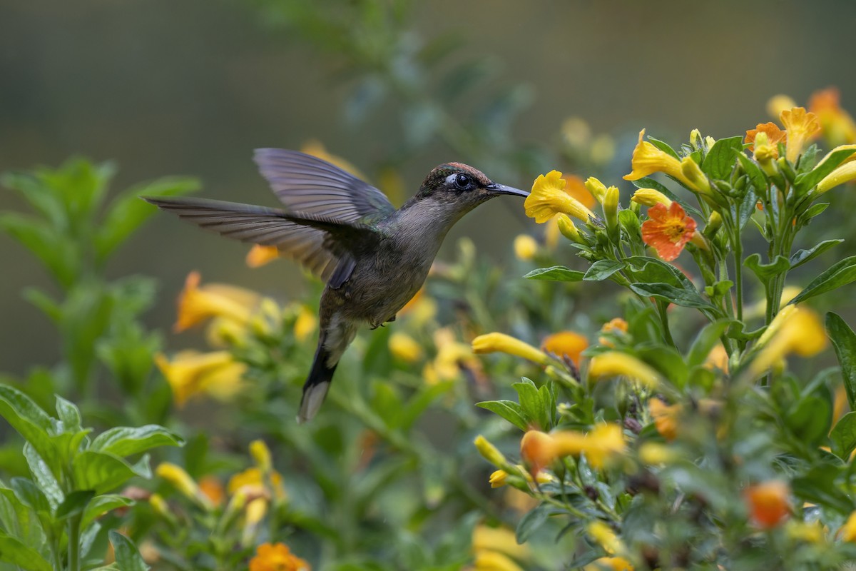 Colibrí Florido de Tolima - ML659239011