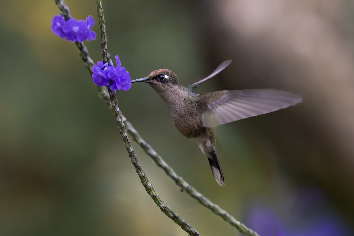 Colibrí Florido de Tolima - ML659239052