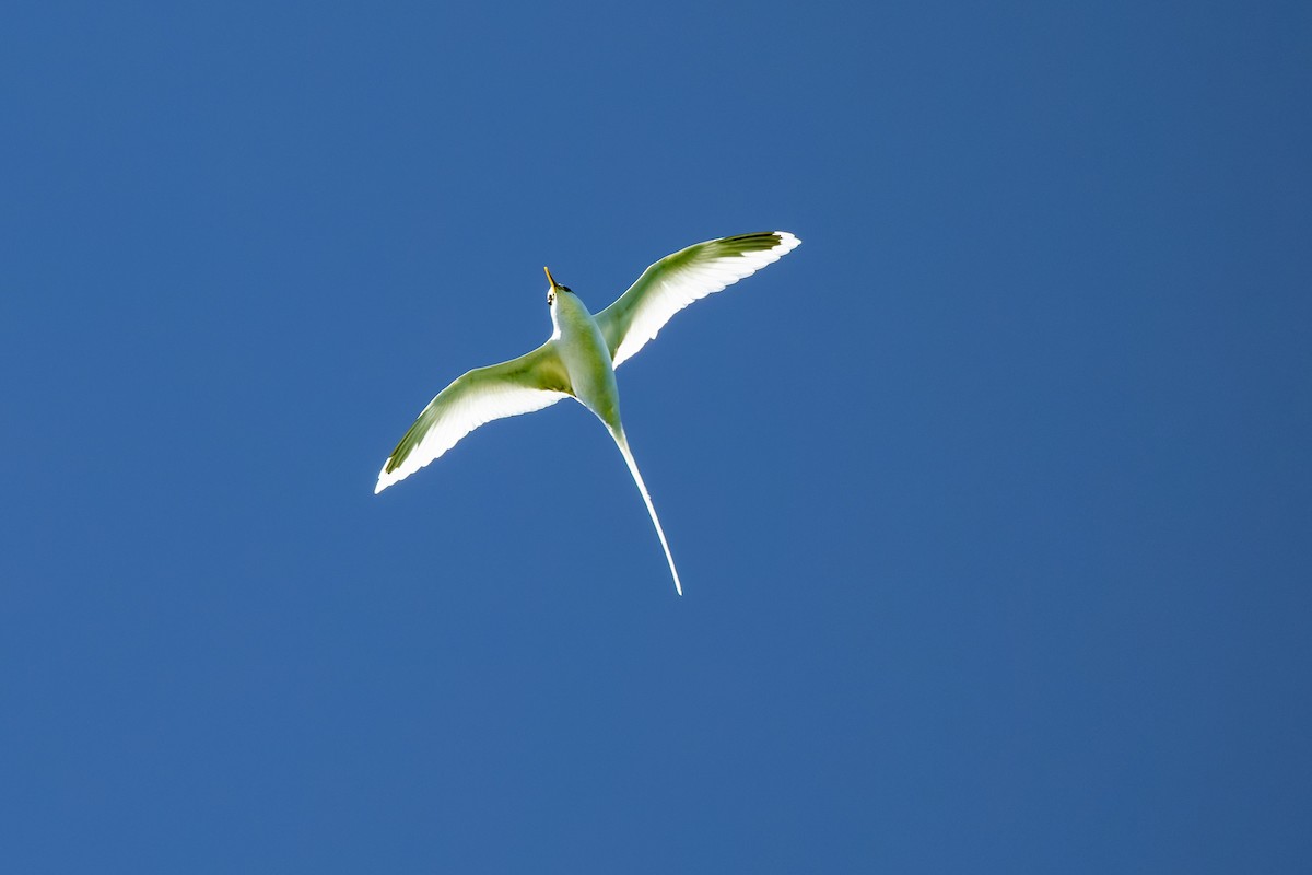 White-tailed Tropicbird - ML659239403