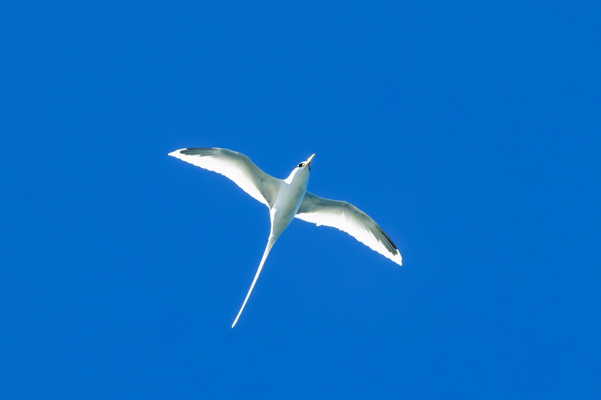 White-tailed Tropicbird - ML659239404