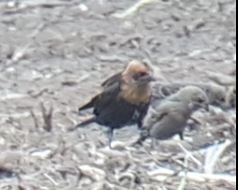 Yellow-headed Blackbird - ML65923951