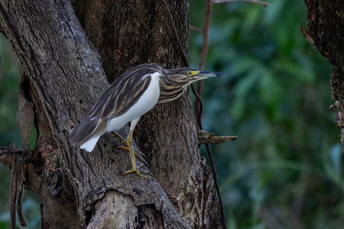 Malagasy Pond-Heron - ML659239603