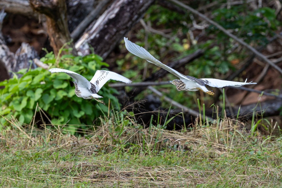 Malagasy Pond-Heron - ML659239604