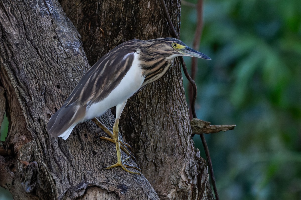 Malagasy Pond-Heron - ML659239605