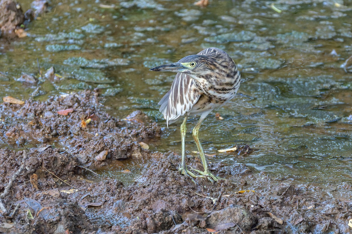 Malagasy Pond-Heron - ML659239606