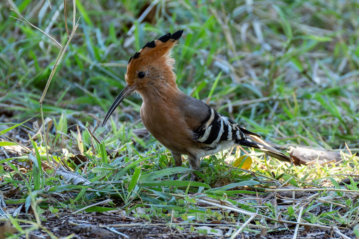 Madagascar Hoopoe - ML659239613
