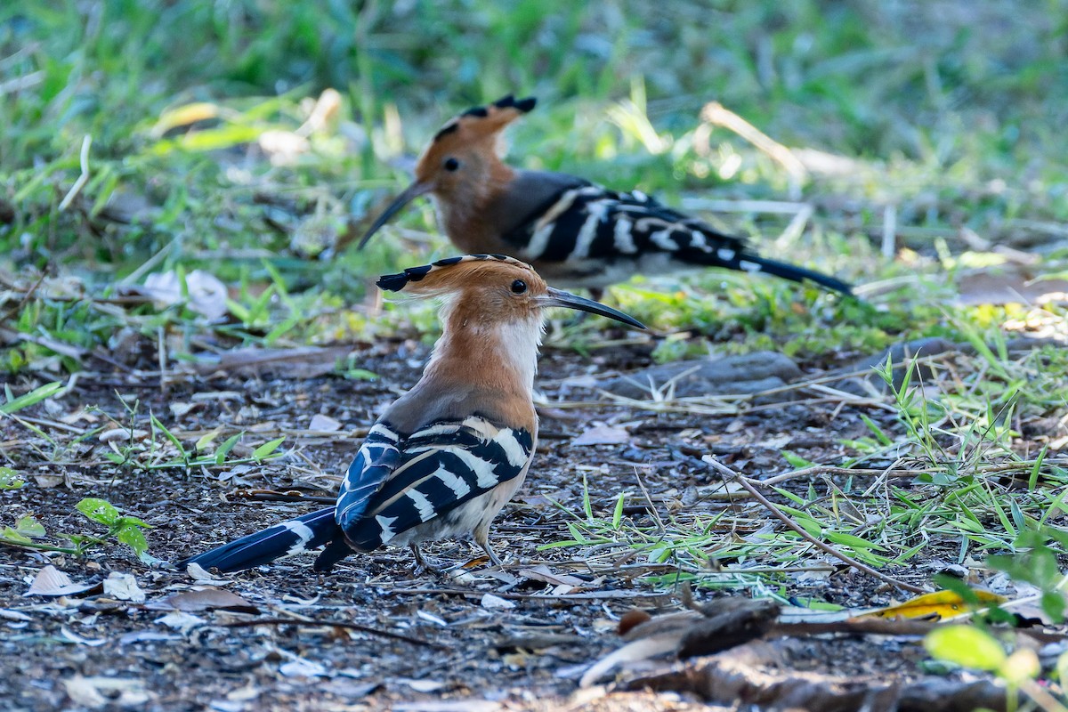 Madagascar Hoopoe - ML659239614