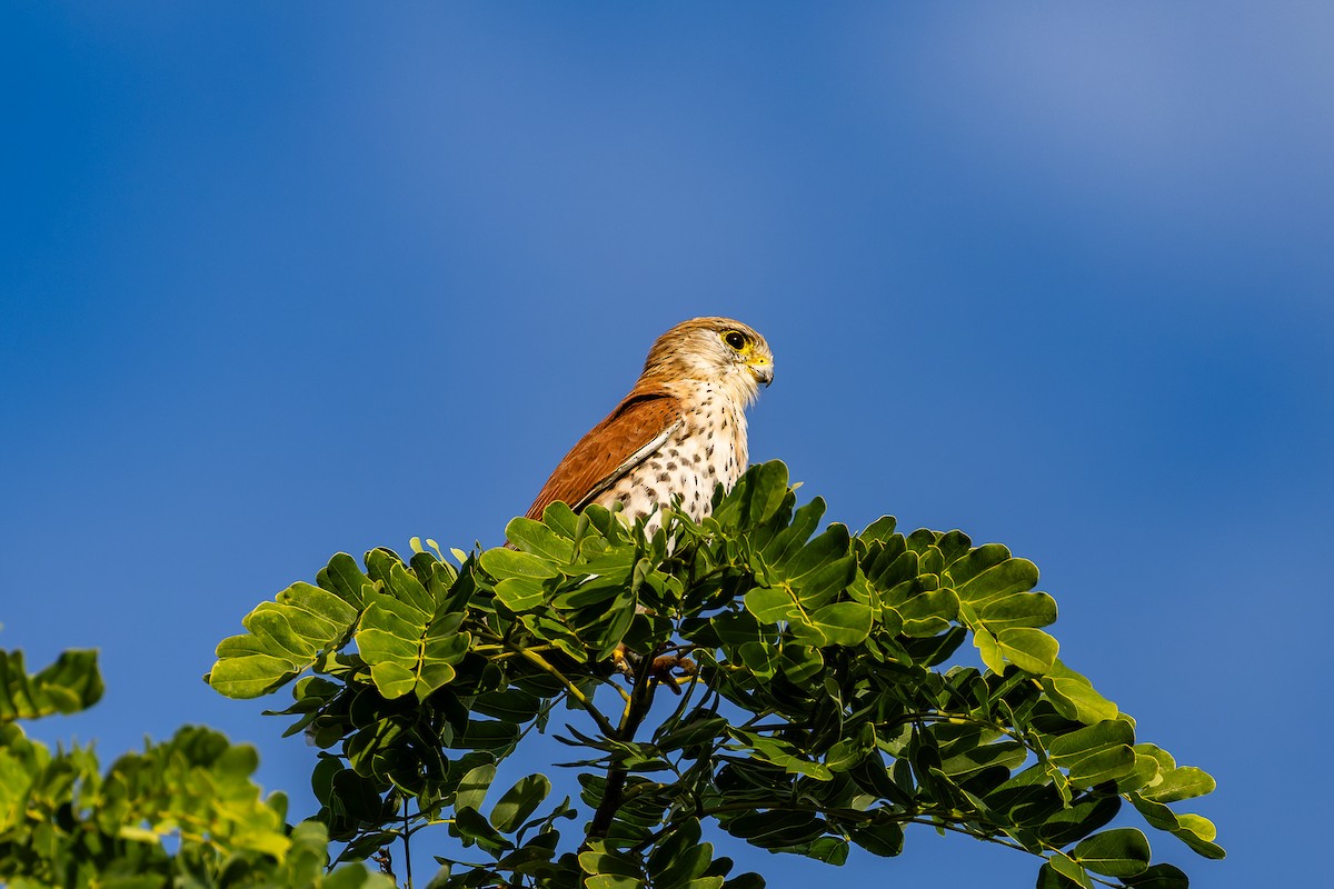 Malagasy Kestrel - ML659239627