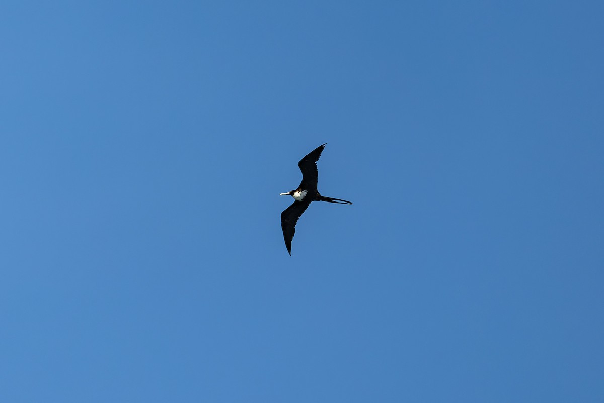 Great Frigatebird - ML659239667