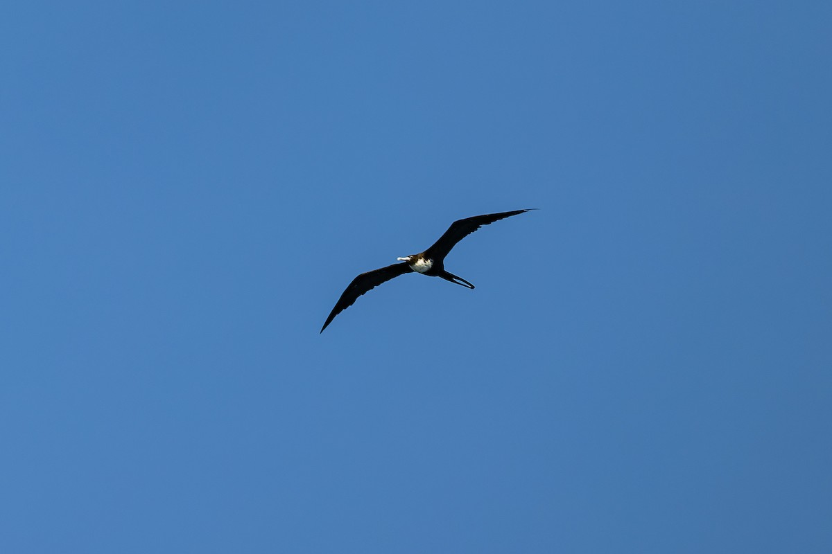 Great Frigatebird - ML659239668