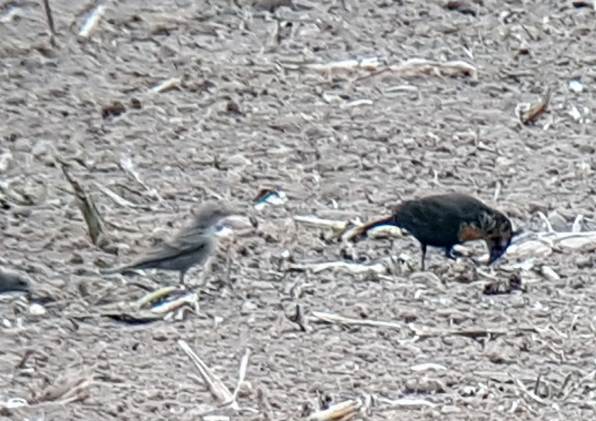 Yellow-headed Blackbird - ML65923971