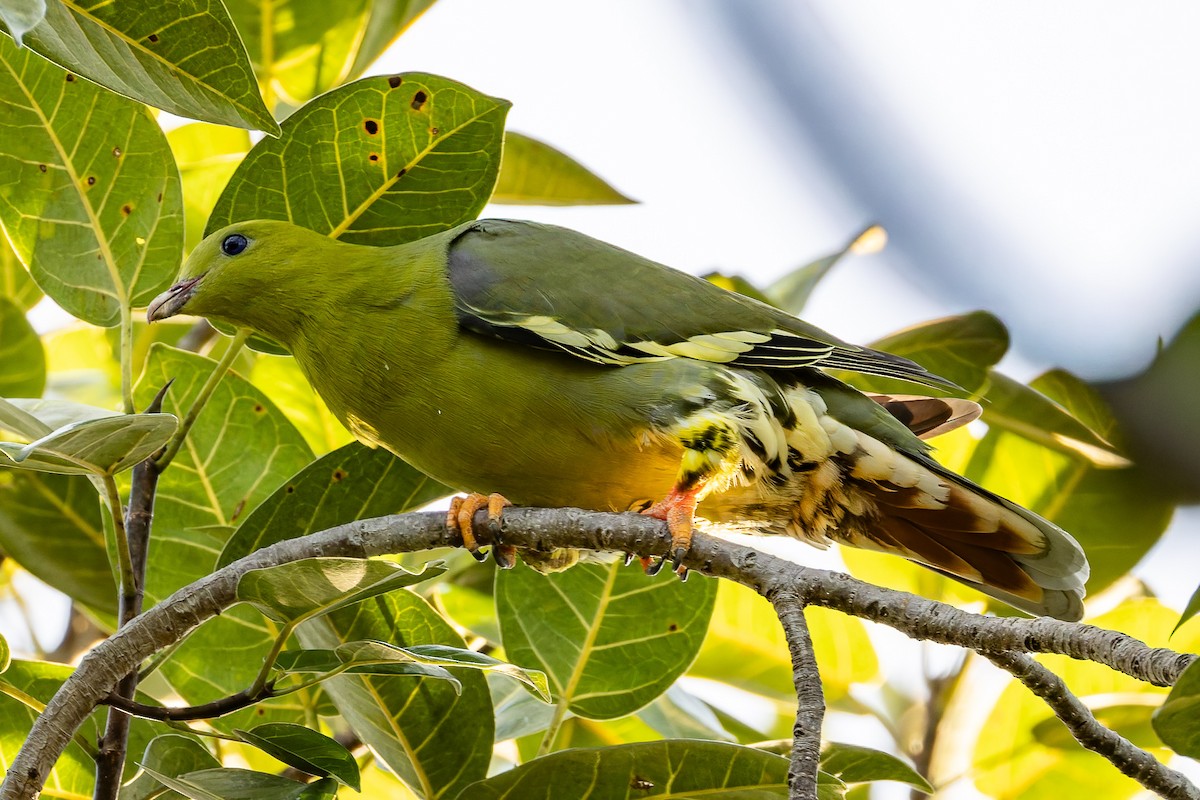 Madagascar Green-Pigeon - ML659239715