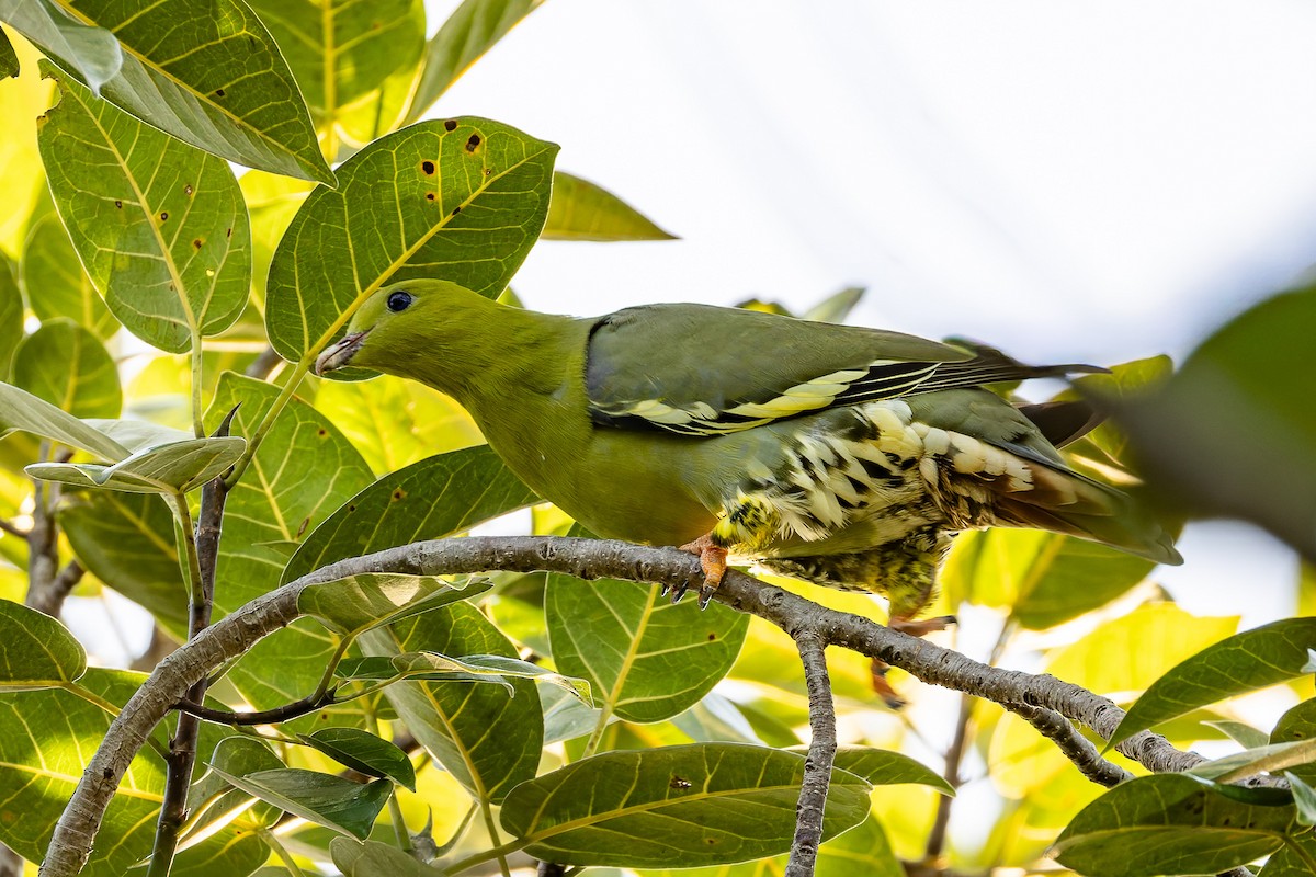 Madagascar Green-Pigeon - ML659239716