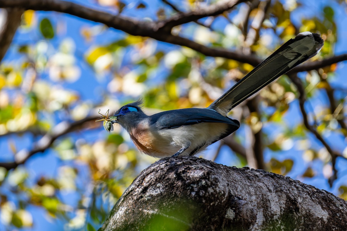 Crested Coua - ML659239727