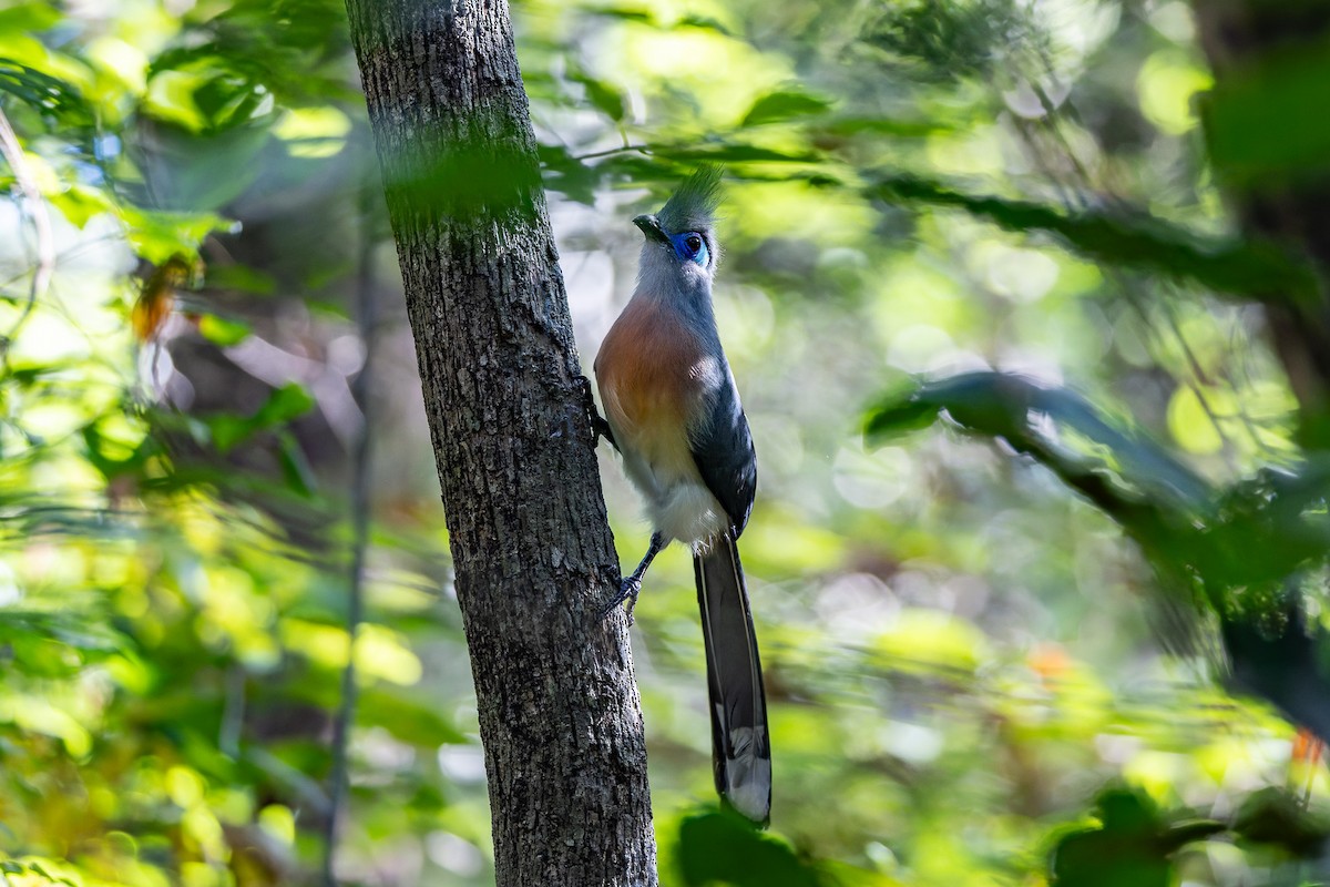 Crested Coua - ML659239728