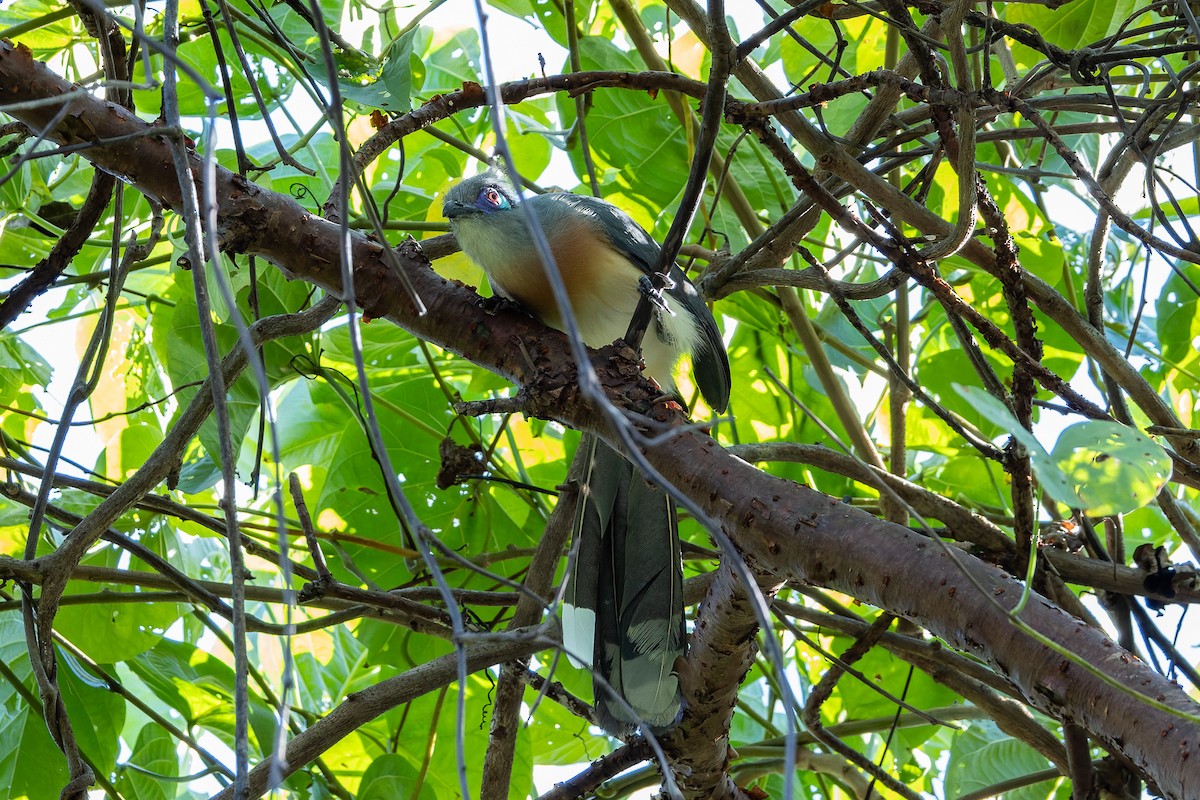 Crested Coua - ML659239729