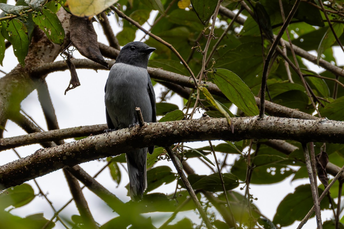 Madagascar Cuckooshrike - ML659239755
