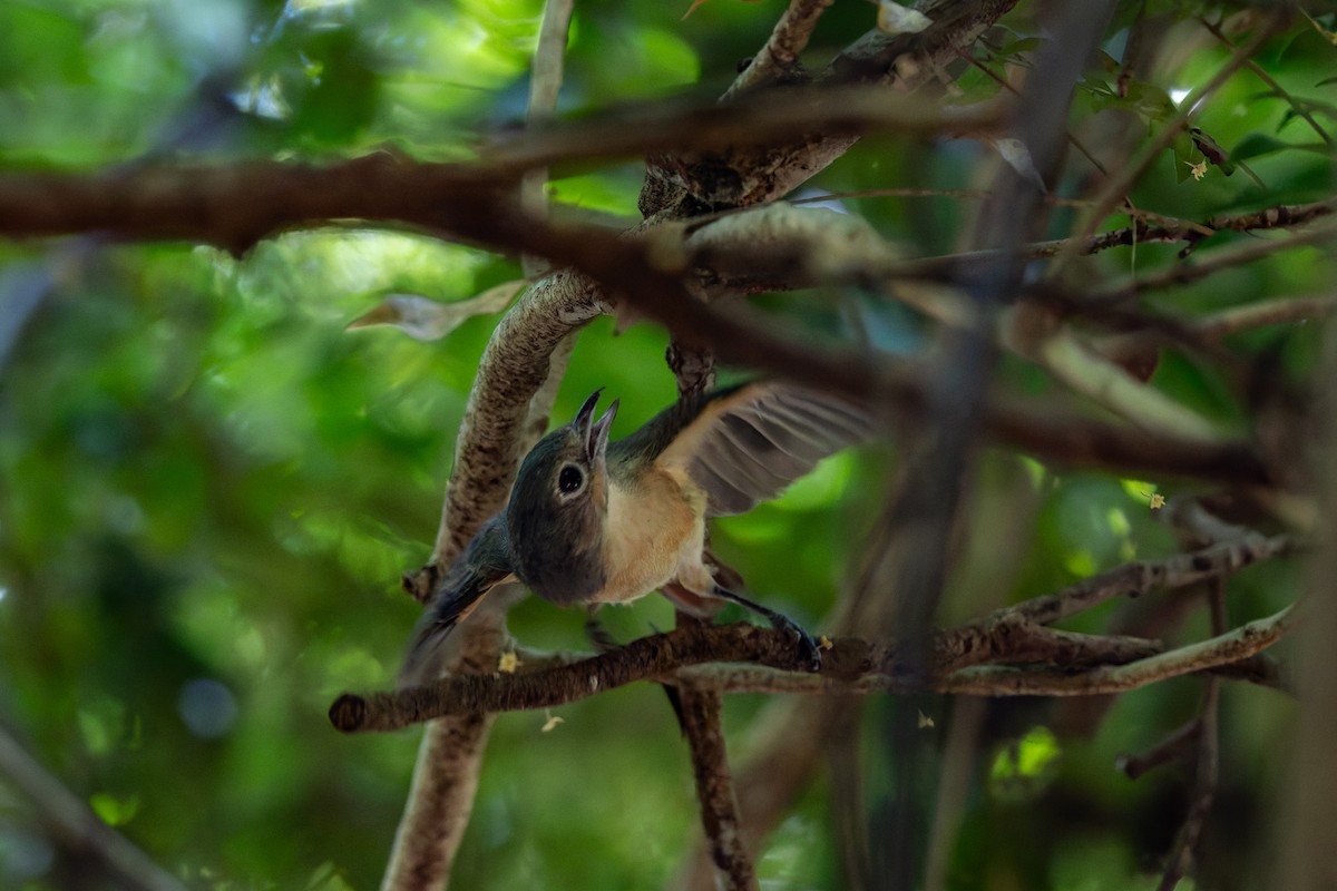 Red-tailed Vanga - ML659239777
