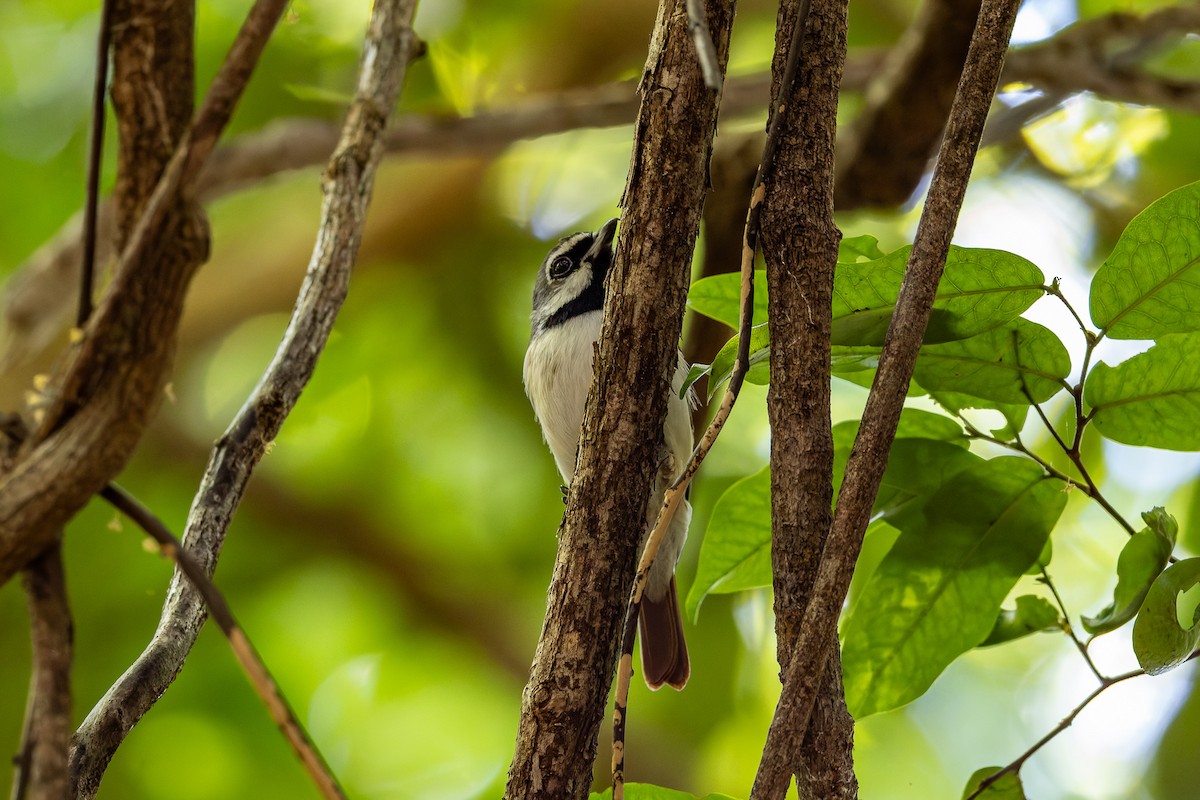 Red-tailed Vanga - ML659239778