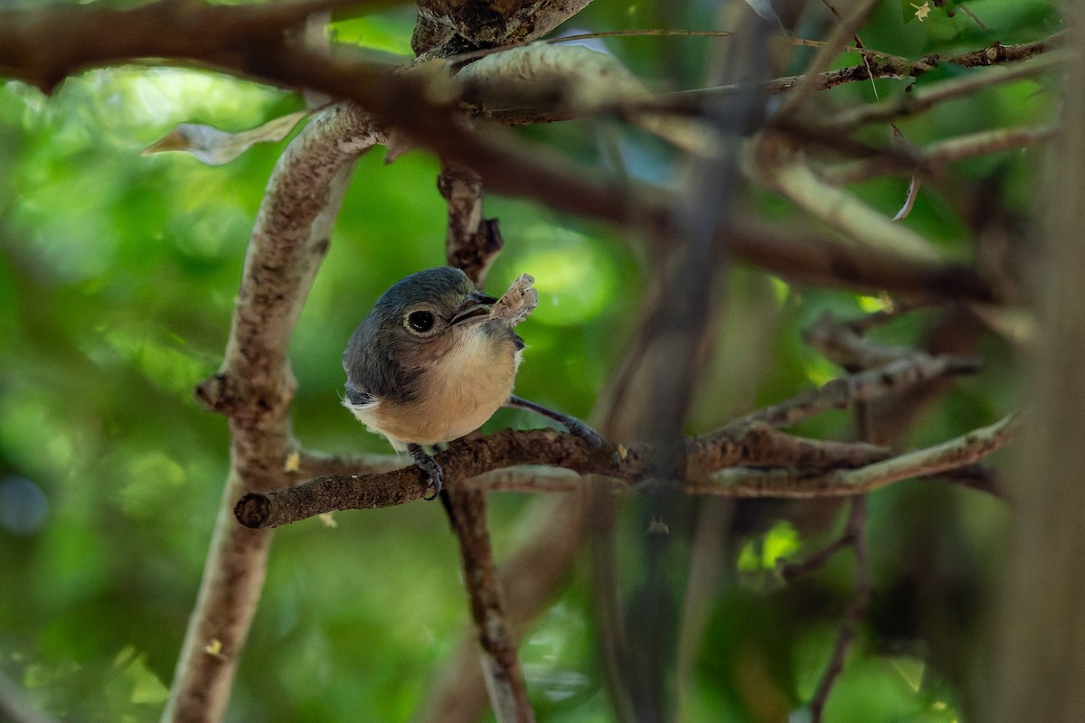 Red-tailed Vanga - ML659239779