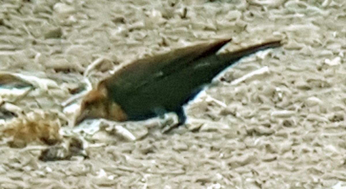 Yellow-headed Blackbird - ML65923981