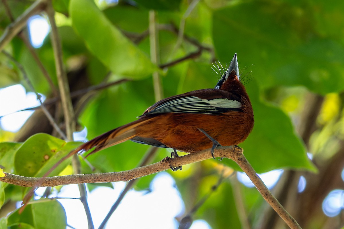 Malagasy Paradise-Flycatcher - ML659239828